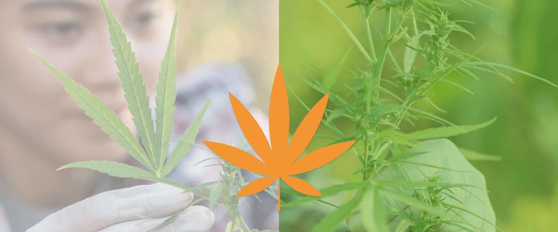 The Truth About CBD: Natural vs. Synthetic - An Expert's Perspective
