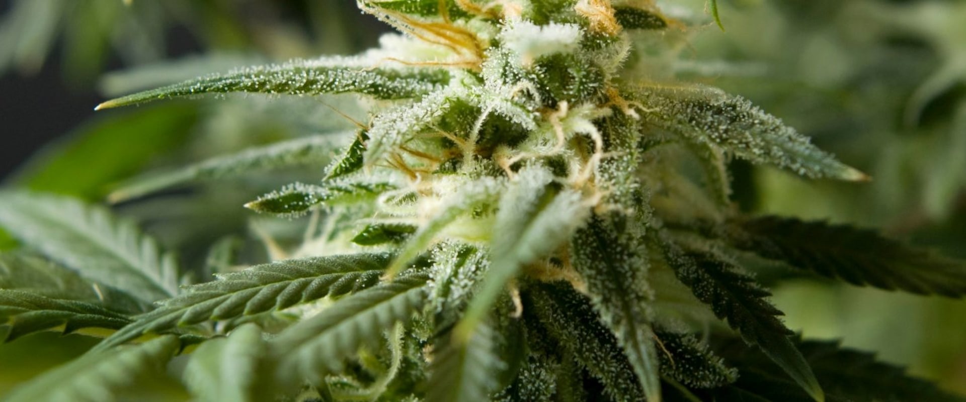 What Is the Strongest CBD Flower Strain? Explore the Strongest Hemp Flowers Packed with High CBD and Natural Benefits