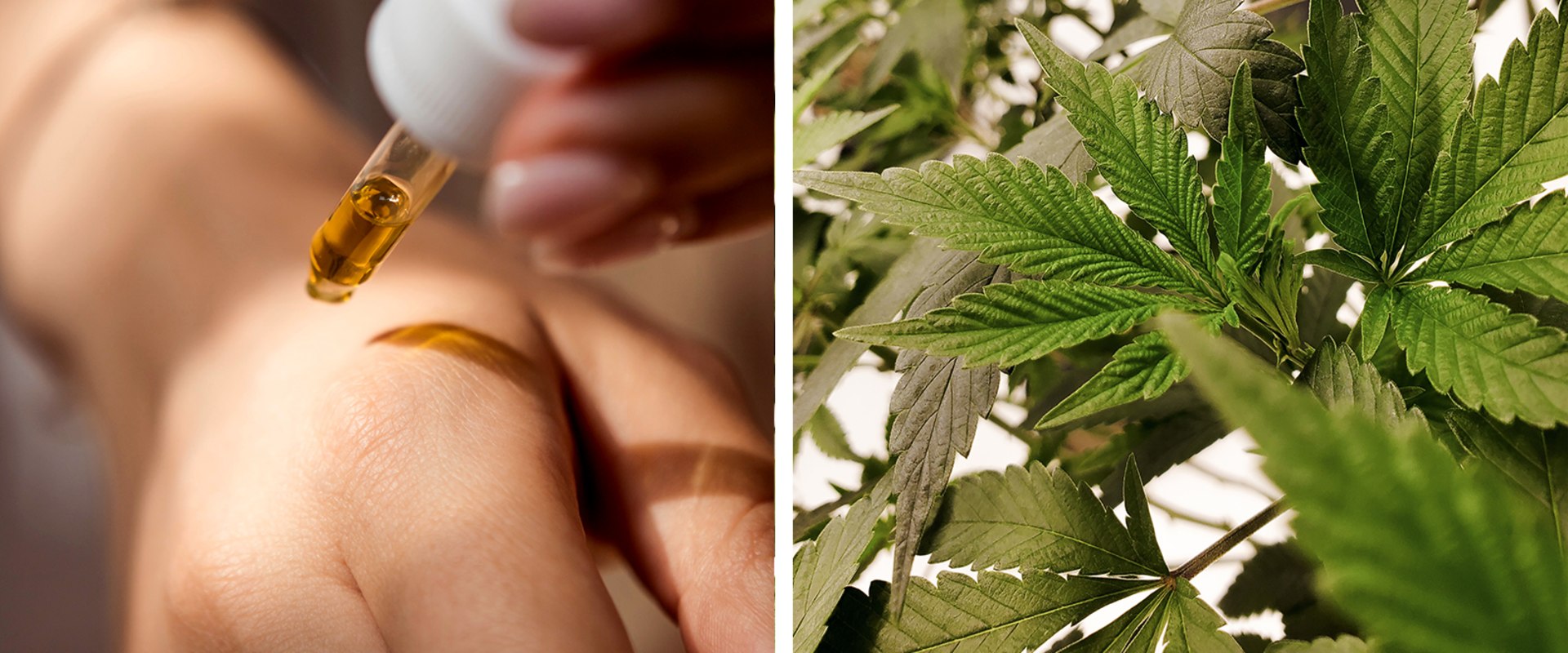 The Healing Power of CBD: What You Need to Know