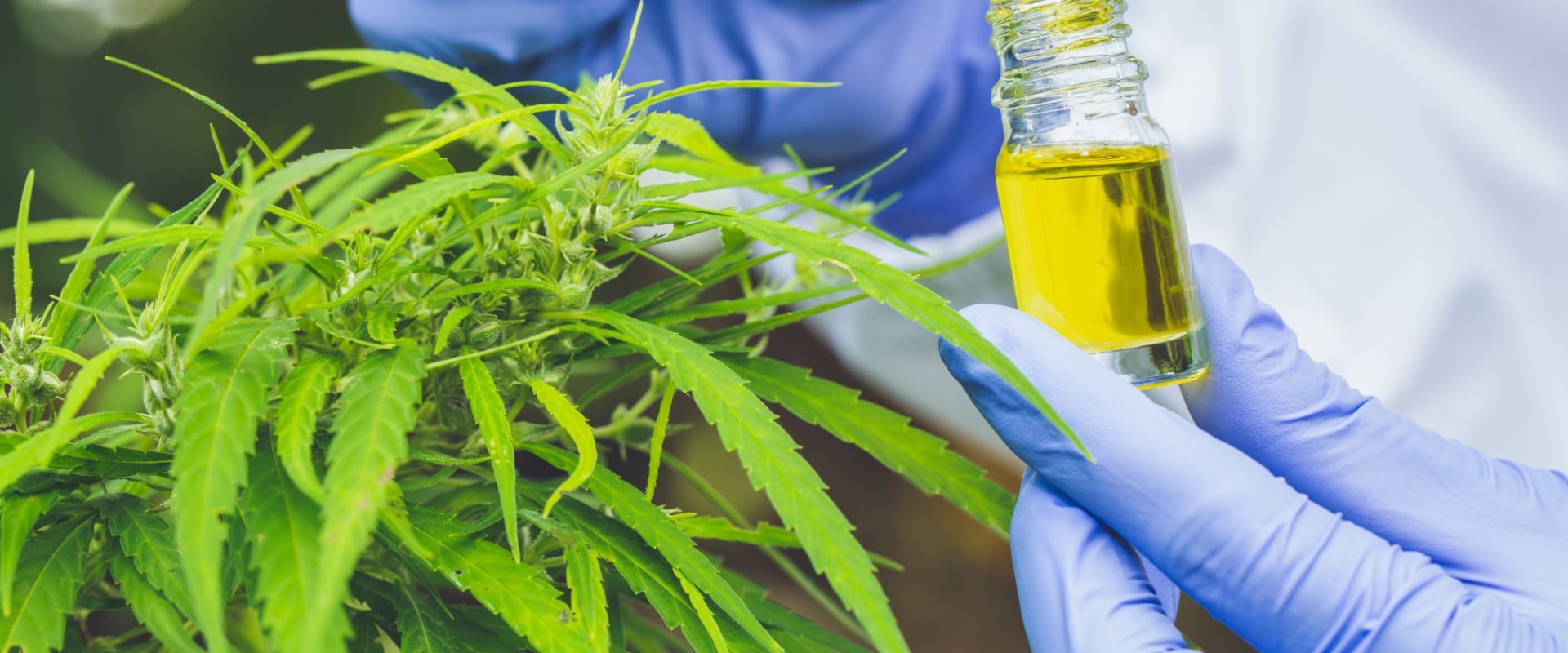 The Truth About CBD and Drug Tests: What You Need to Know