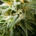 What Is the Strongest CBD Flower Strain? Explore the Strongest Hemp Flowers Packed with High CBD and Natural Benefits