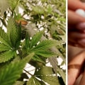 The Healing Power of CBD: What You Need to Know