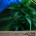 What Is CBDV Cannabinoid? Rare Compound, Big Potential in Wellness