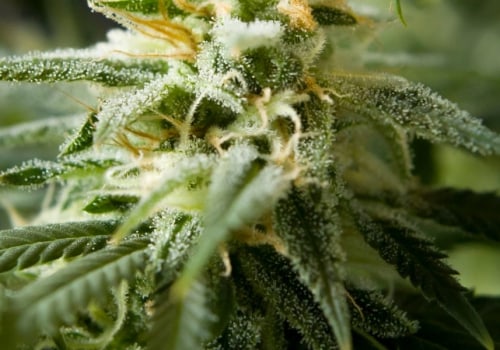 What Is the Strongest CBD Flower Strain? Explore the Strongest Hemp Flowers Packed with High CBD and Natural Benefits