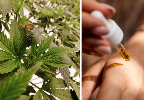 The Healing Power of CBD: What You Need to Know